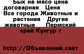 Бык на мясо цена договарная › Цена ­ 300 - Все города Животные и растения » Другие животные   . Пермский край,Кунгур г.